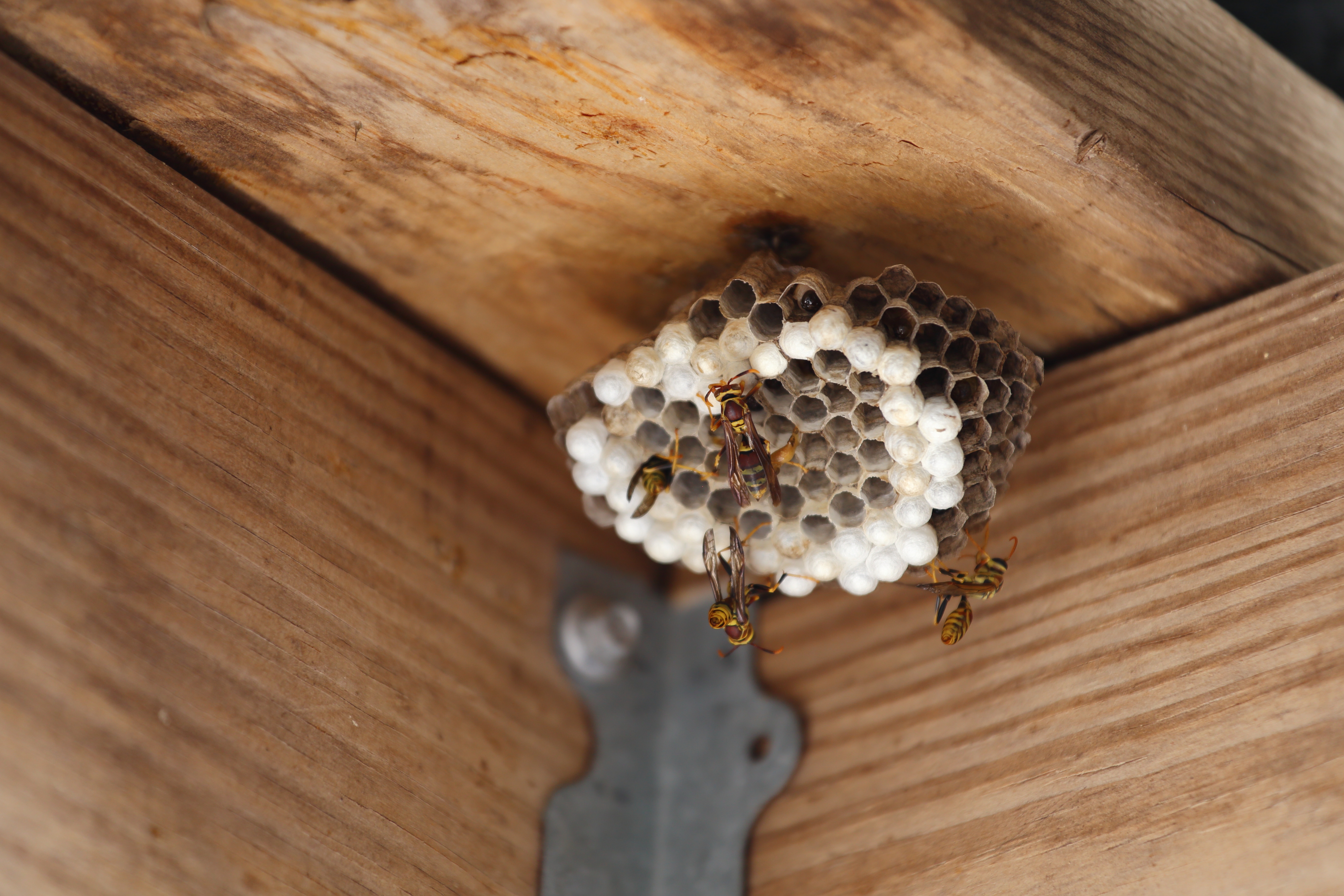 Utah wasp guide: Early warning signs and prevention to keep your family safe