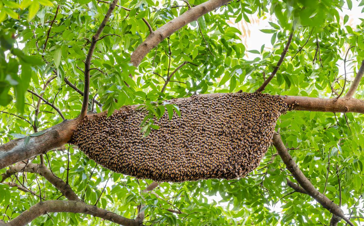 Utah wasp guide: Early warning signs and prevention to keep your family safe