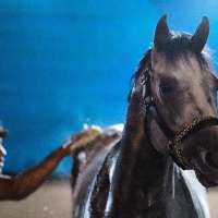 Fulleffort scratched from the Kentucky Derby, putting Ocelli into the race