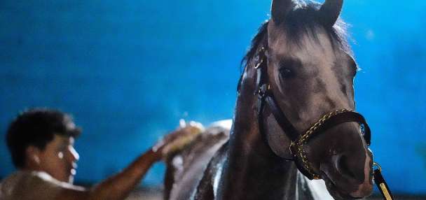 Fulleffort scratched from the Kentucky Derby, putting Ocelli into the race