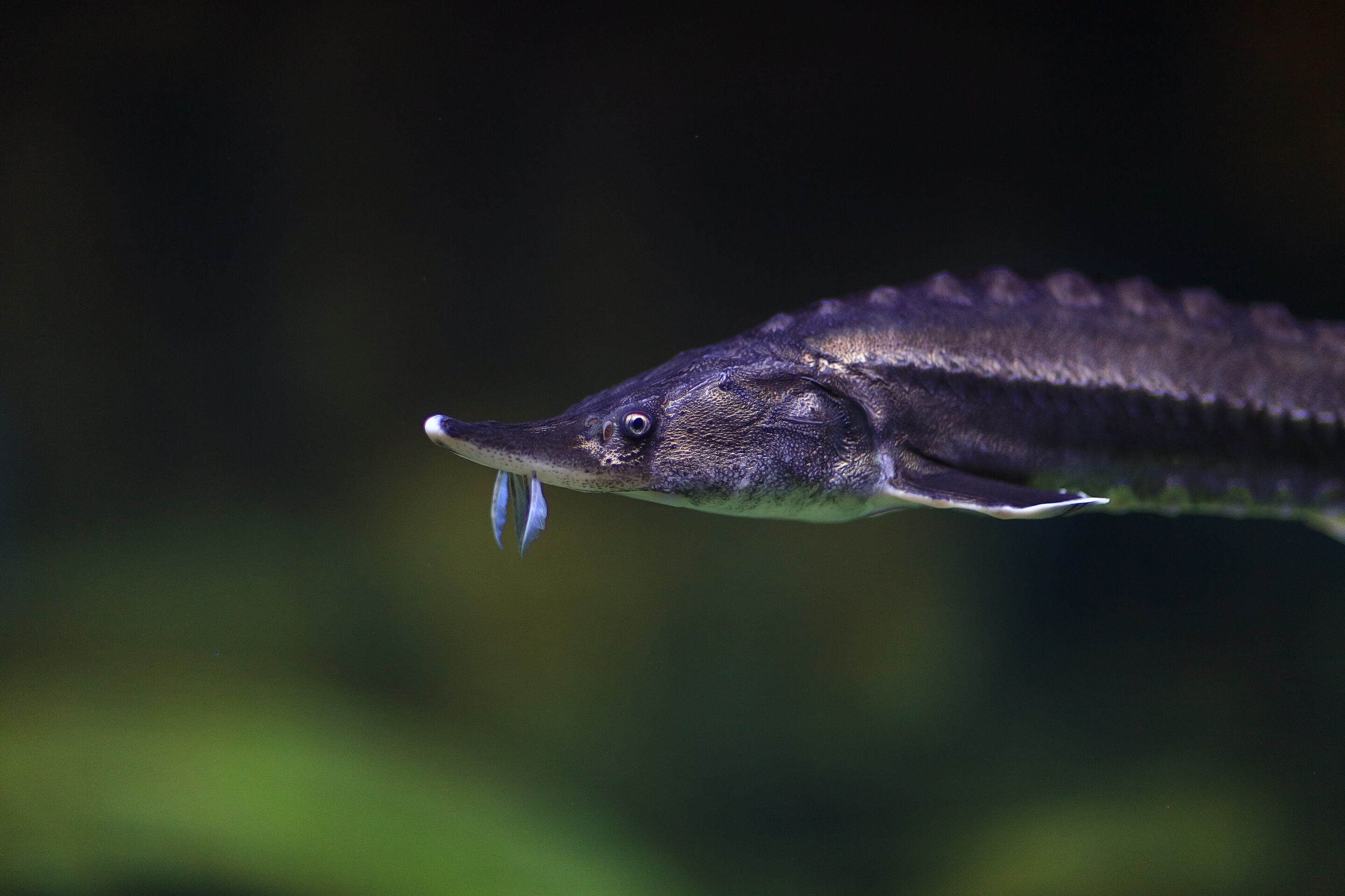 Big fish: Utah to stock prehistoric species in two reservoirs 