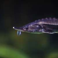 Big fish: Utah to stock prehistoric species in two reservoirs