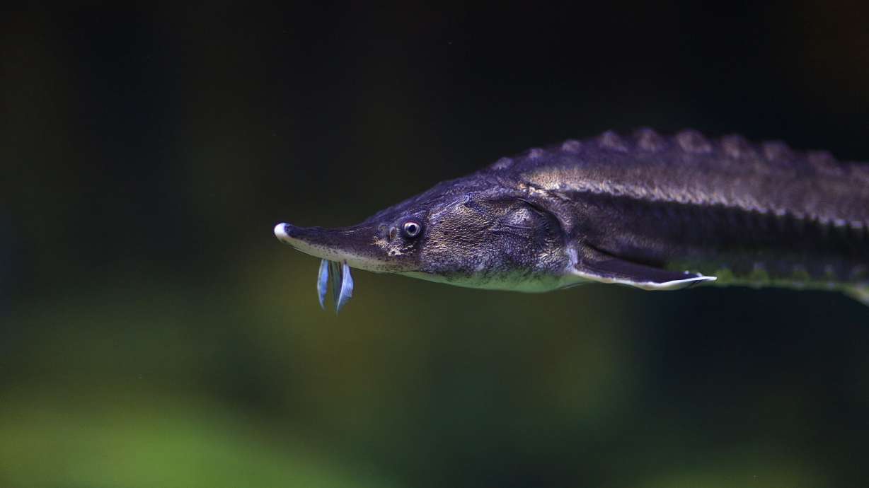 The Utah Department of Wildlife Resources is proposing to introduce white sturgeon to Hobbs Reservoir in Davis County and Grantsville Reservoir in Tooele County.