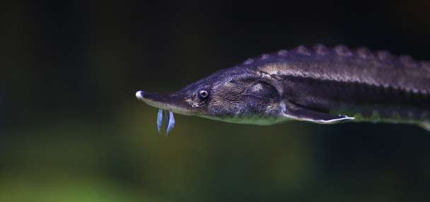 Big fish: Utah to stock prehistoric species in two reservoirs