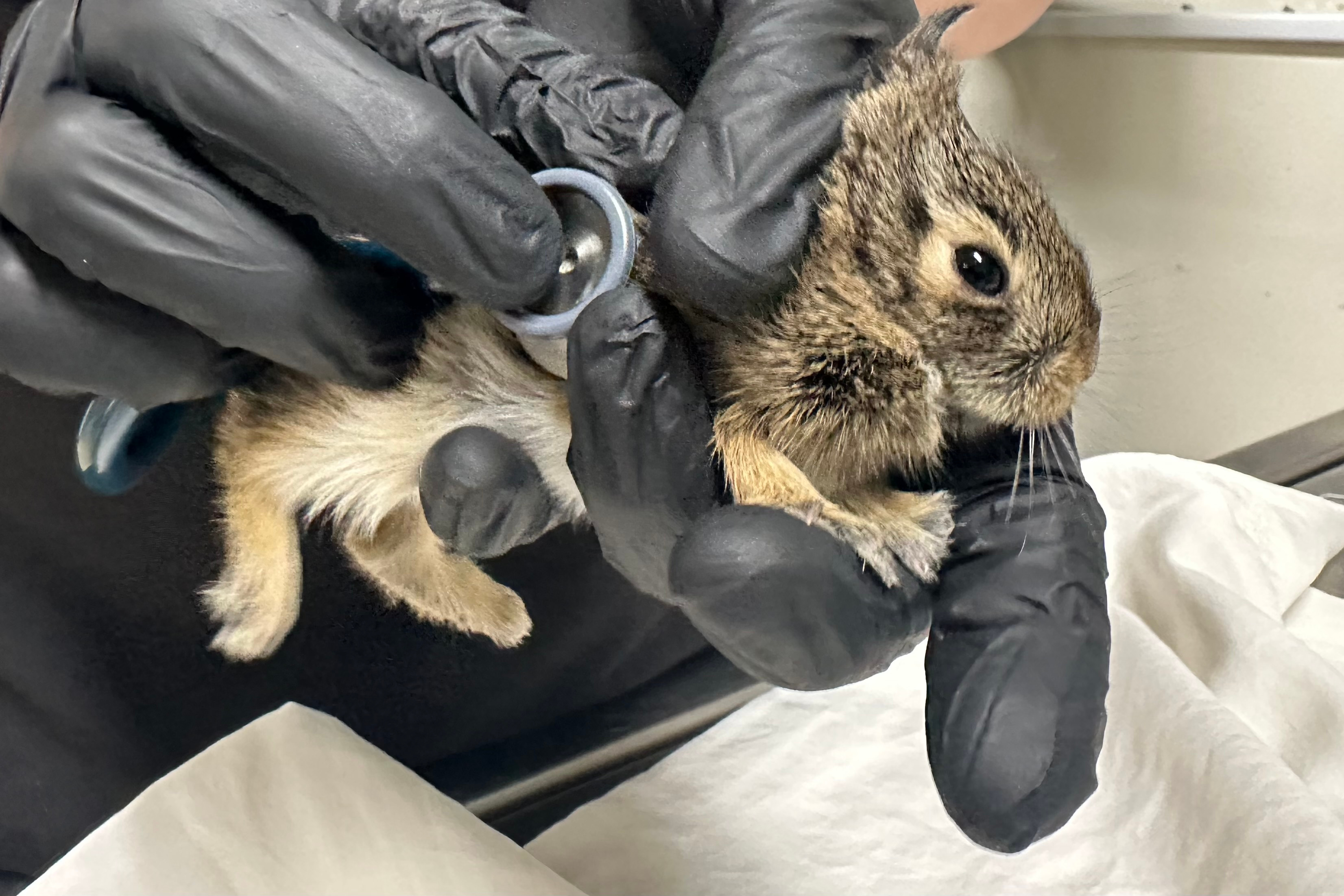 Did you find an animal nesting near your house? Here's what to do