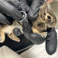 Did you find an animal nesting near your house? Here's what to do