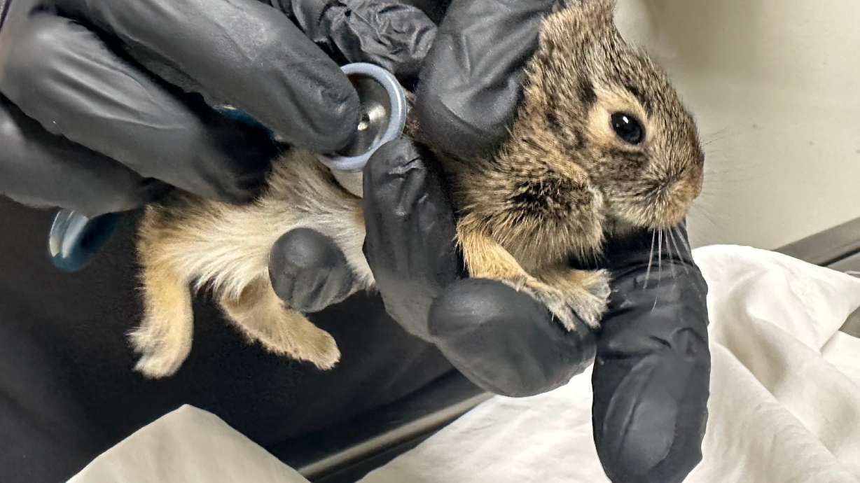 Wildlife Rehabilitation Center of Minnesota medical director Dr. Agnes Hutchinson examines a baby rabbit that was brought into the center in Roseville, Minn., Thursday.