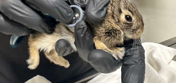 Did you find an animal nesting near your house? Here's what to do