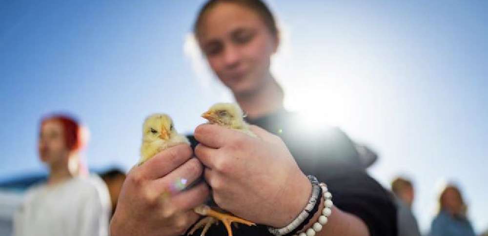 Getting their hands dirty: How Utah ag education is bridging the digital divide