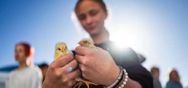Getting their hands dirty: How Utah ag education is bridging the digital divide