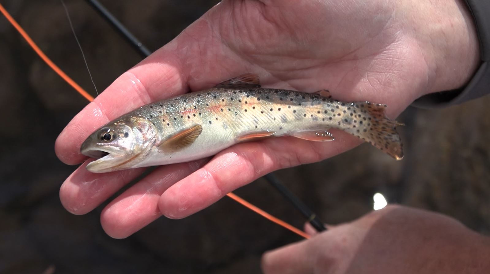 Utah Cutthroat Slam Marks 10 Years of Conservation Through Fishing