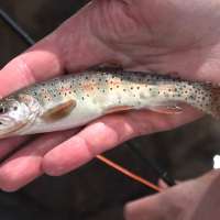Utah Cutthroat Slam Marks 10 Years of Conservation Through Fishing