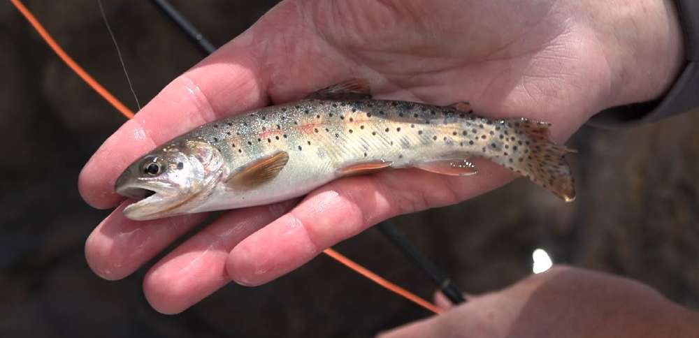 Utah Cutthroat Slam Marks 10 Years of Conservation Through Fishing