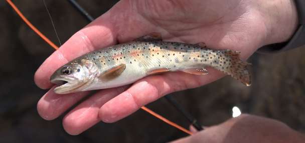 Utah Cutthroat Slam Marks 10 Years of Conservation Through Fishing