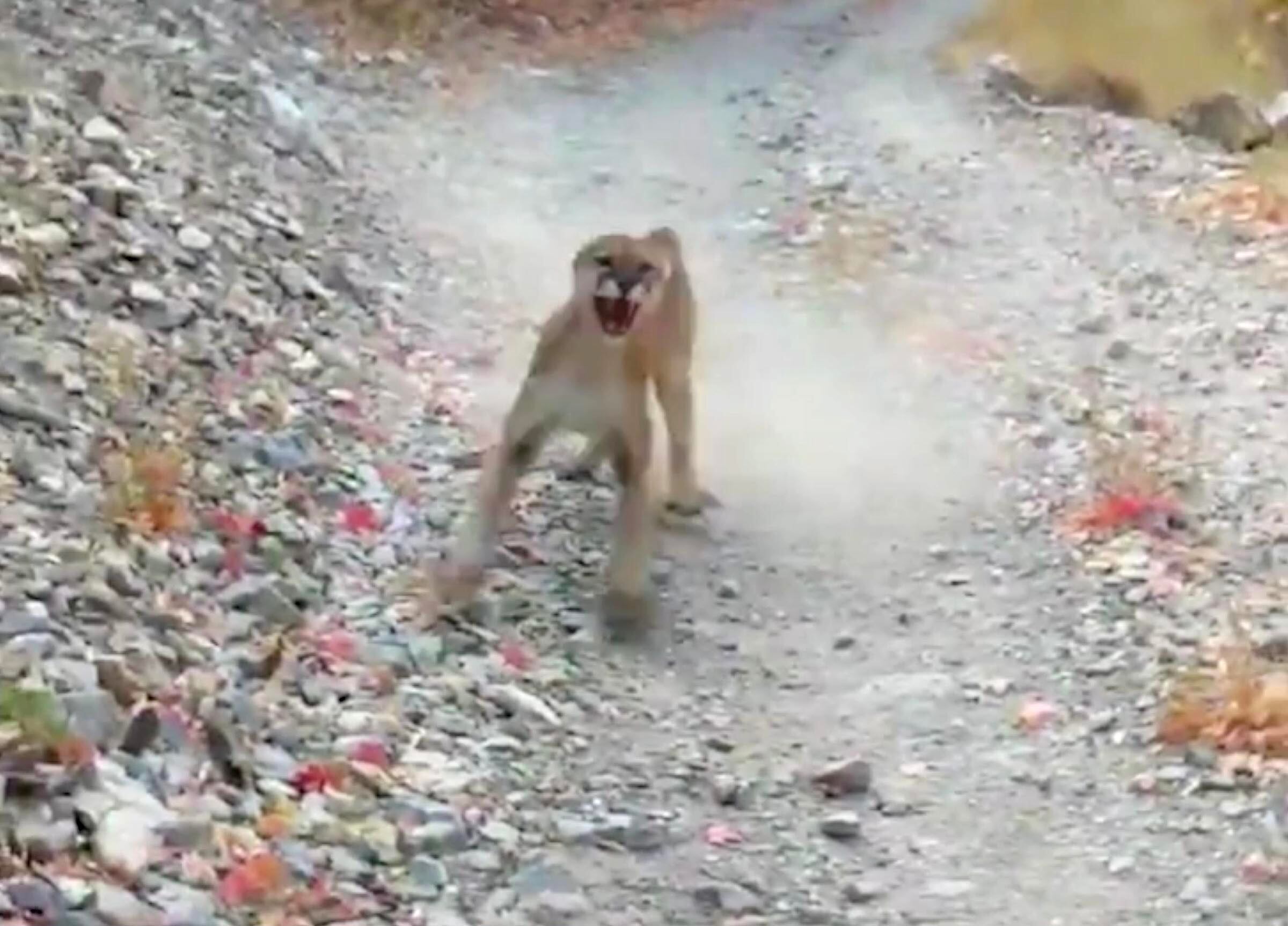 What to do if you encounter a mountain lion on the trail  