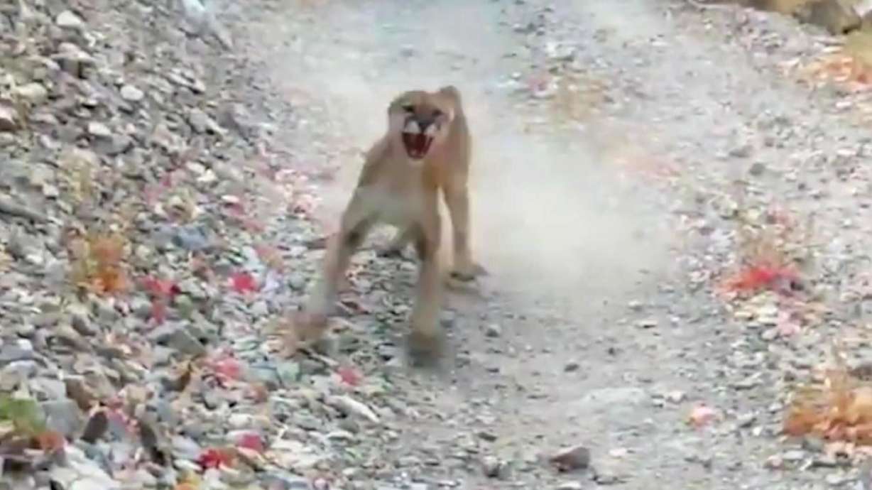 A mountain lion is seen stalking Kyle Burgess in cellphone video after he came upon it and a couple of cubs on a trail in Slate Canyon near Provo on Oct. 10, 2020.