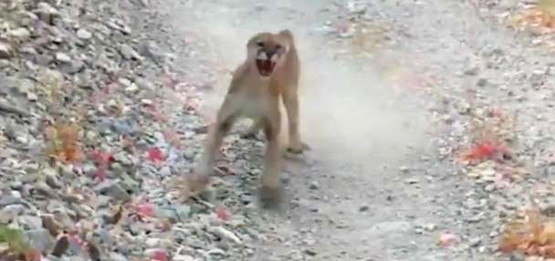 What to do if you encounter a mountain lion on the trail