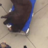 Bear wanders through a Los Angeles neighborhood