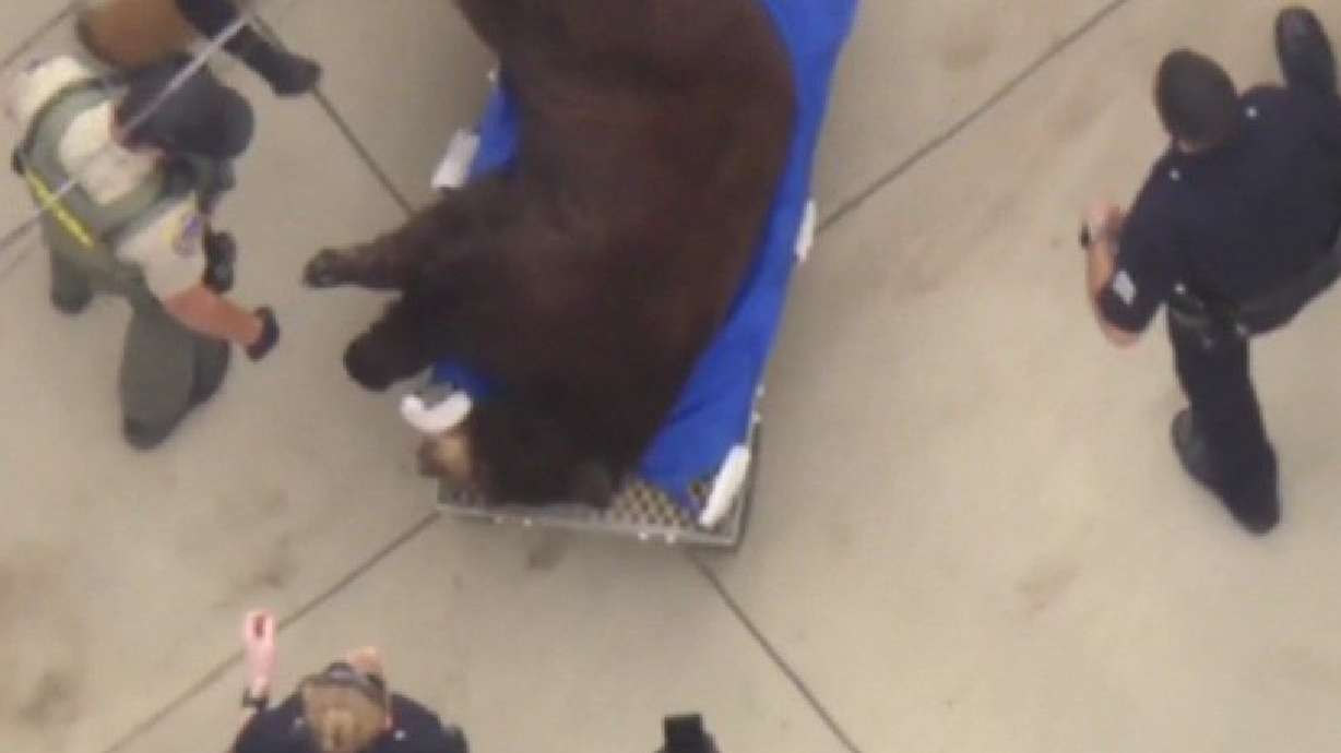 A large bear found roaming a Pacoima neighborhood has been tranquilized and will be released to the nearest suitable habitat, according to the California Department of Fish and Wildlife.