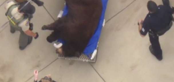 Bear wanders through a Los Angeles neighborhood