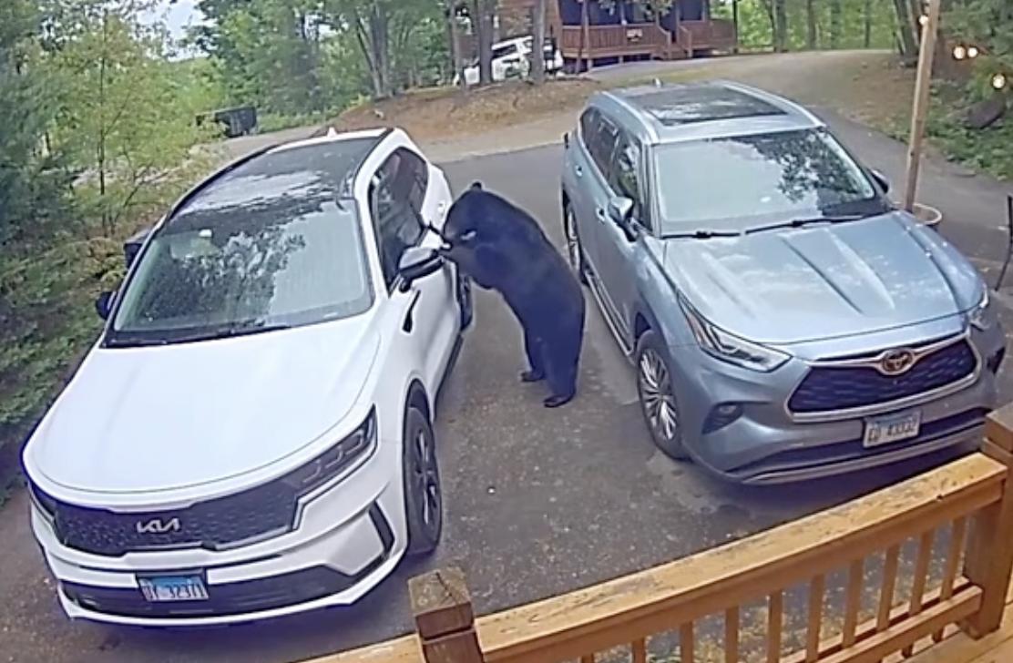 Have You Seen This? Black bear breaks into unlocked car