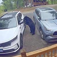 Have You Seen This? Black bear breaks into unlocked car