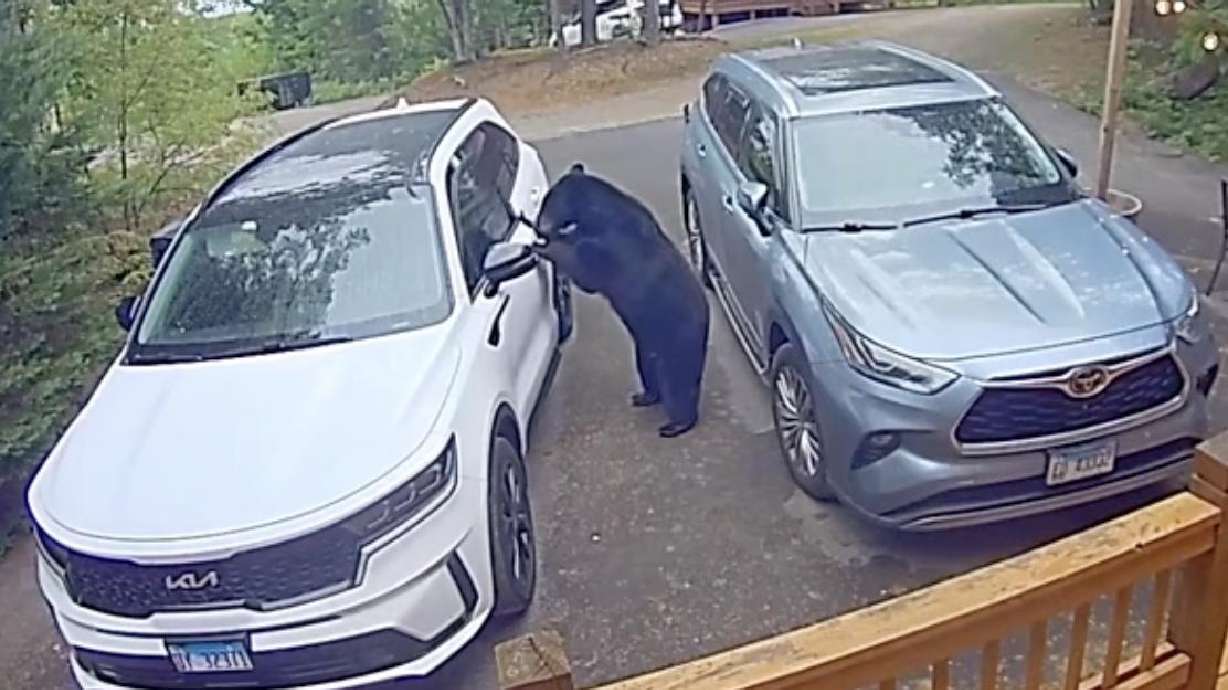 A black bear opens a car door in Gatlinburg, Tennessee, on April 22.