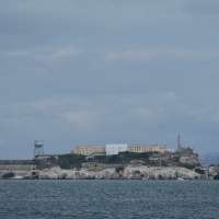 Male coyote swam 2 miles to Alcatraz Island, twice as far as biologists had expected