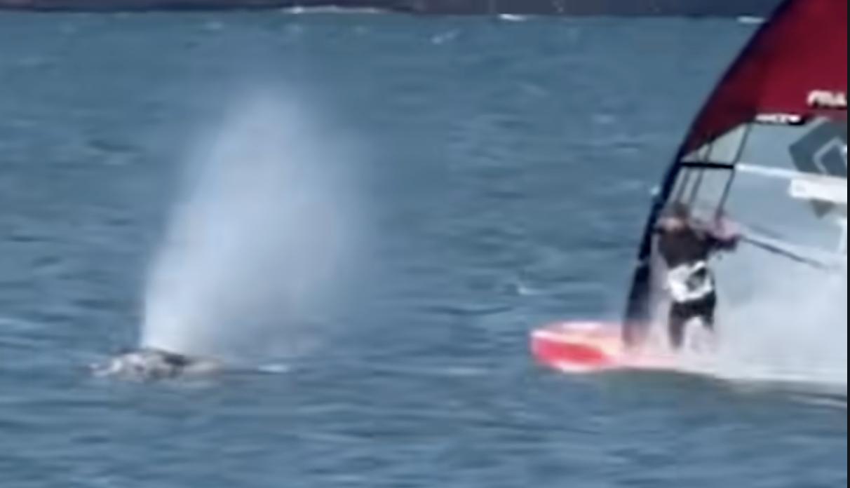 Have You Seen This? Windsurfer experiences surprise collision 