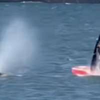 Have You Seen This? Windsurfer experiences surprise collision