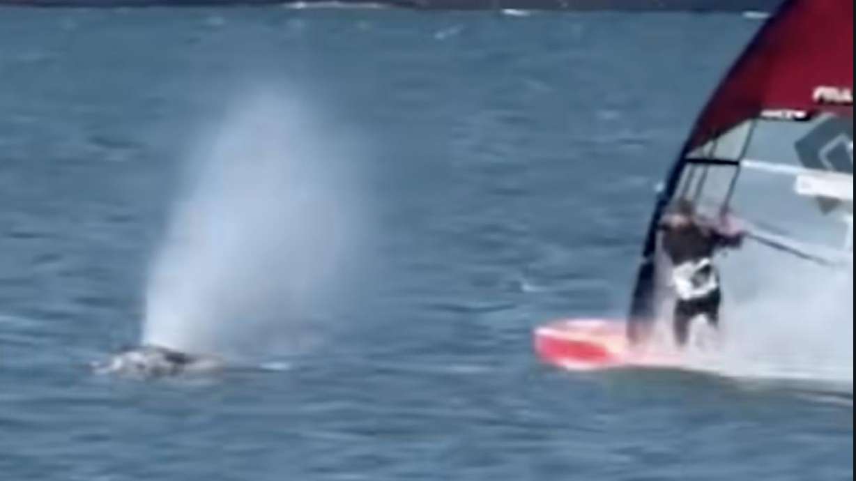 A windsurfer caught more than just the wind while recreating at San Francisco Bay in March when a whale breached in front of him.