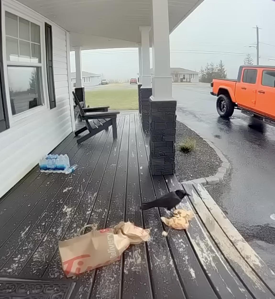 Have You Seen This? Crow snacks on food delivery order