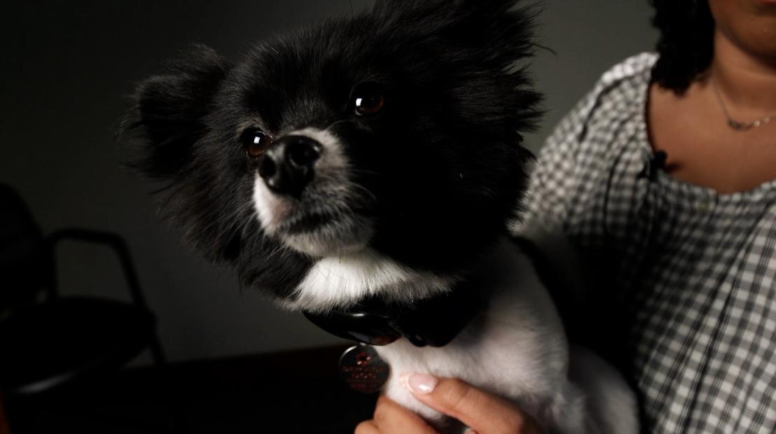 Therapy dogs help anxious patients at this dentist office