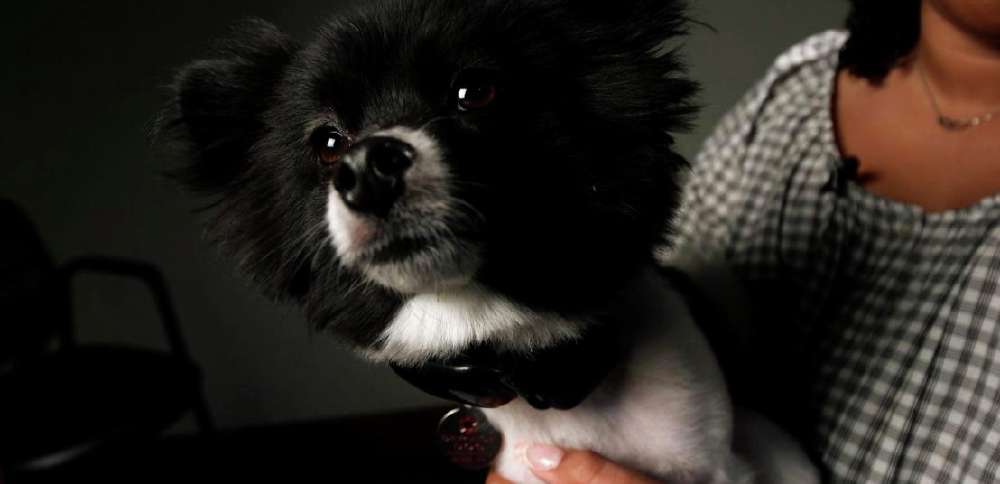 Therapy dogs help anxious patients at this dentist office