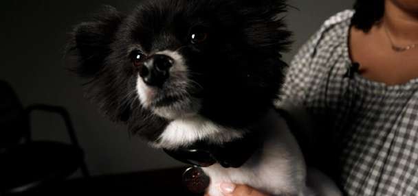 Therapy dogs help anxious patients at this dentist office