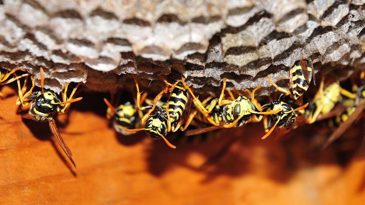 Warm winter, busy summer: How to prepare for a surge in wasp activity