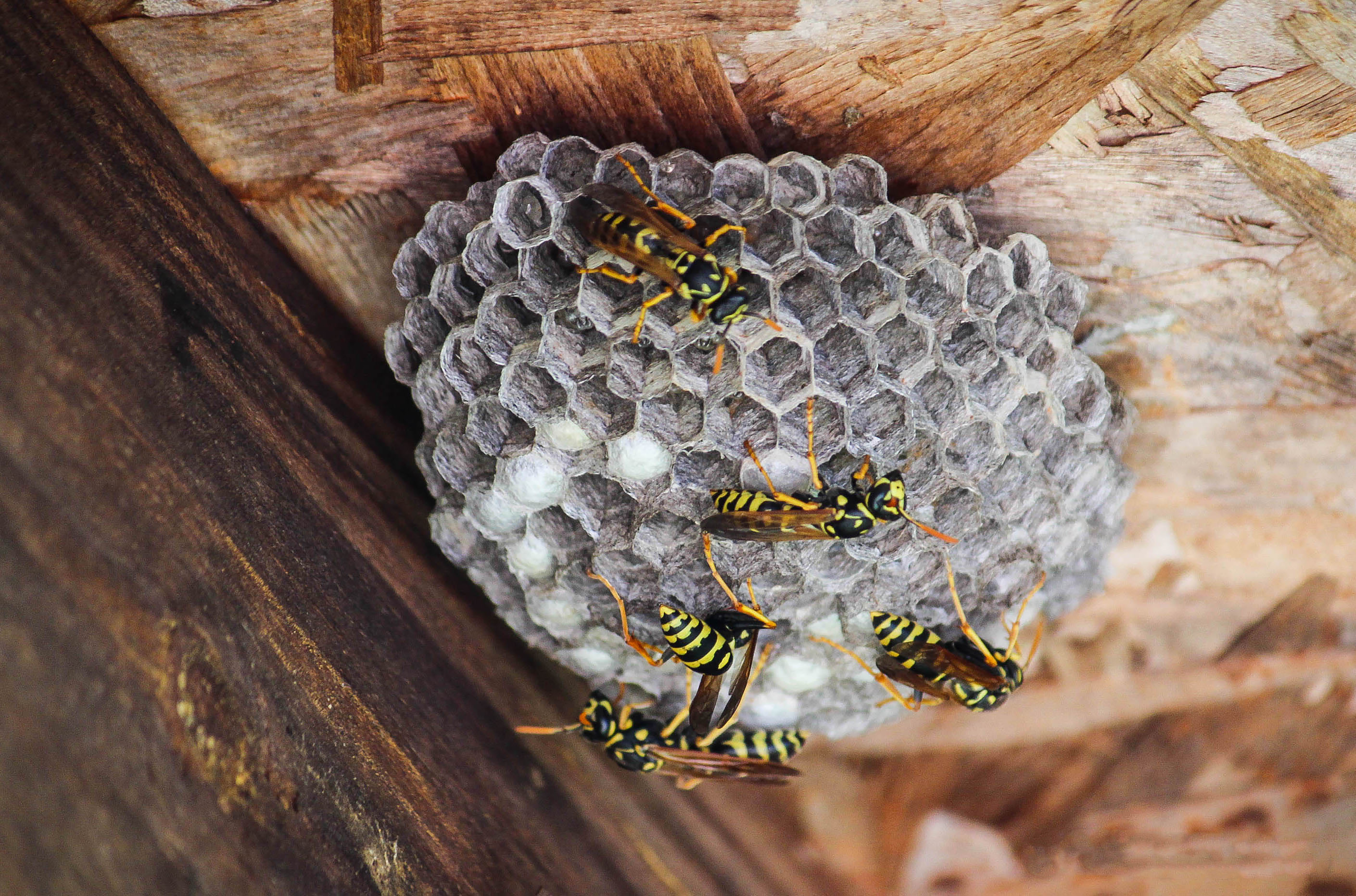 Warm winter, busy summer: How to prepare for a surge in wasp activity