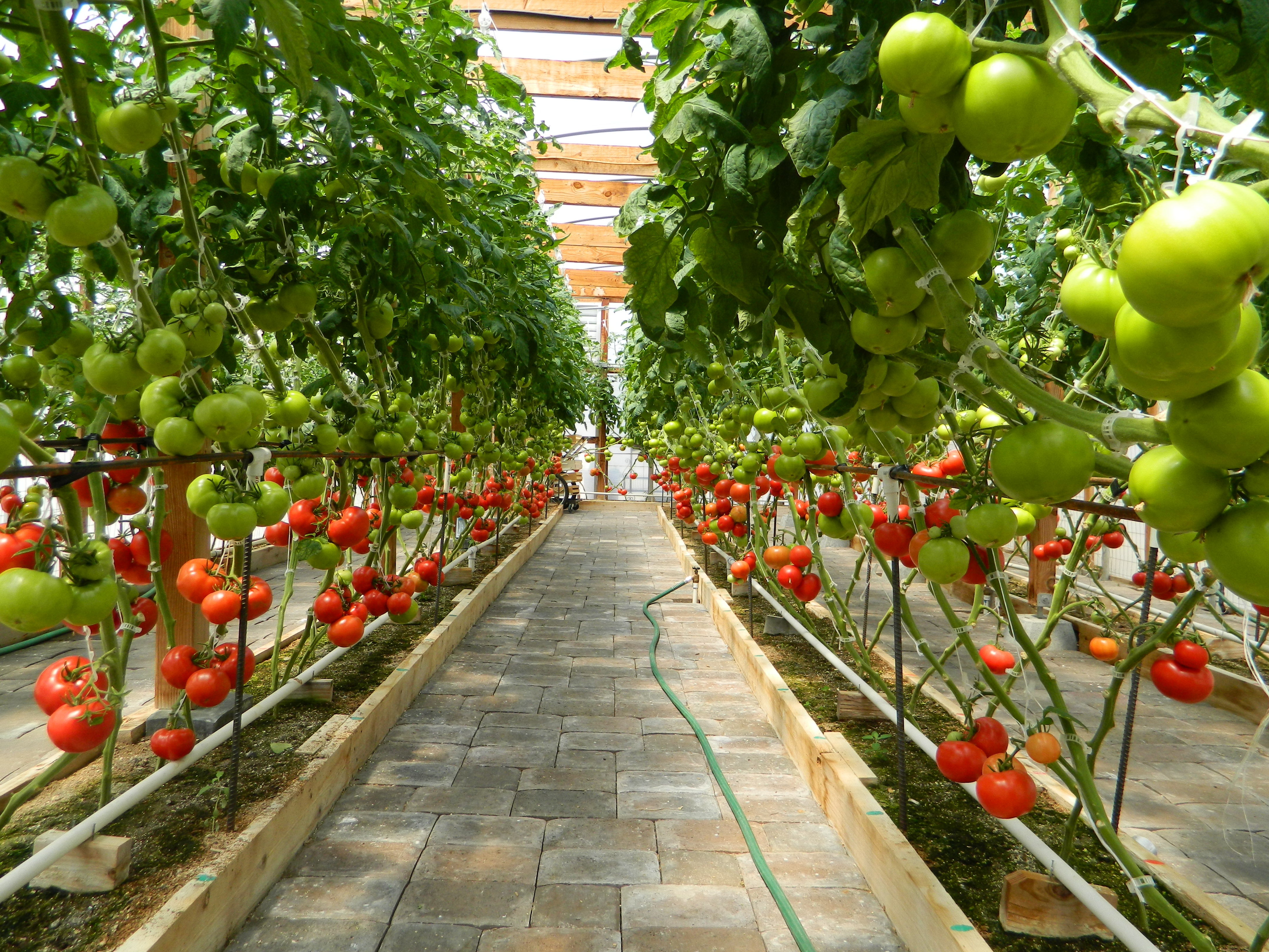 How you can download a free copy of the acclaimed Mittleider Gardening Course