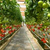 How you can download a free copy of the acclaimed Mittleider Gardening Course