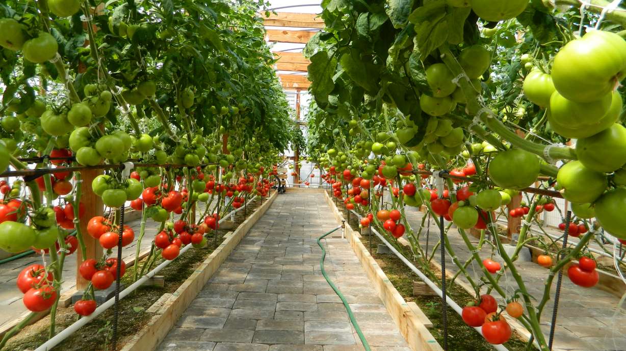 How you can download a free copy of the acclaimed Mittleider Gardening Course