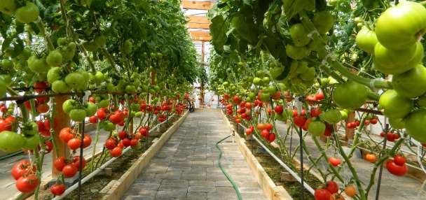 How you can download a free copy of the acclaimed Mittleider Gardening Course
