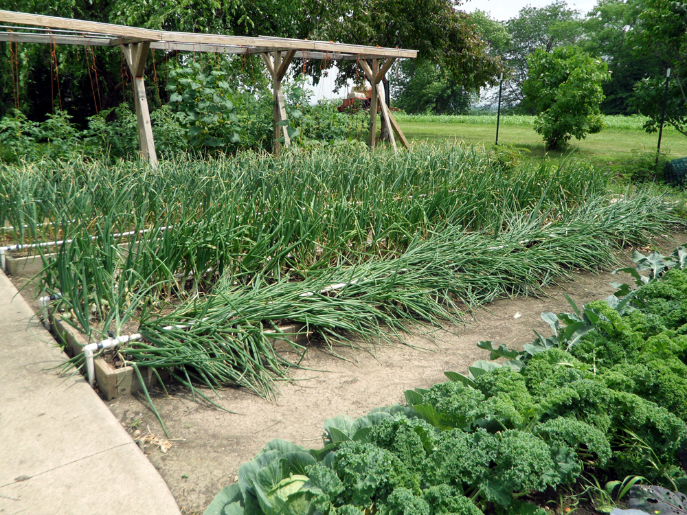 How you can download a free copy of the acclaimed Mittleider Gardening Course 