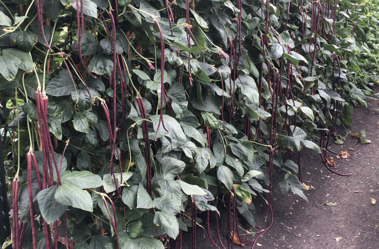 How you can download a free copy of the acclaimed Mittleider Gardening Course 