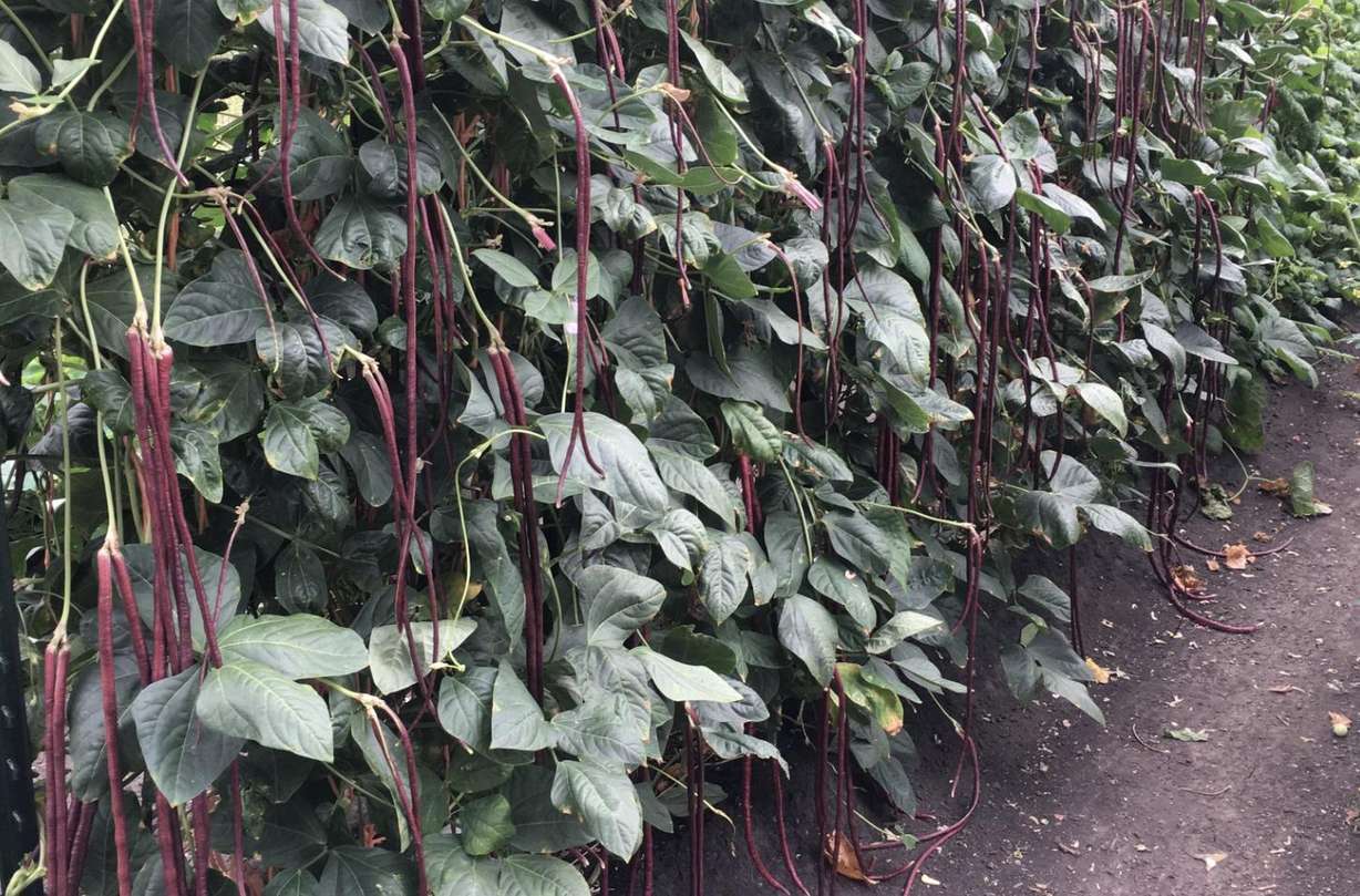 How you can download a free copy of the acclaimed Mittleider Gardening Course