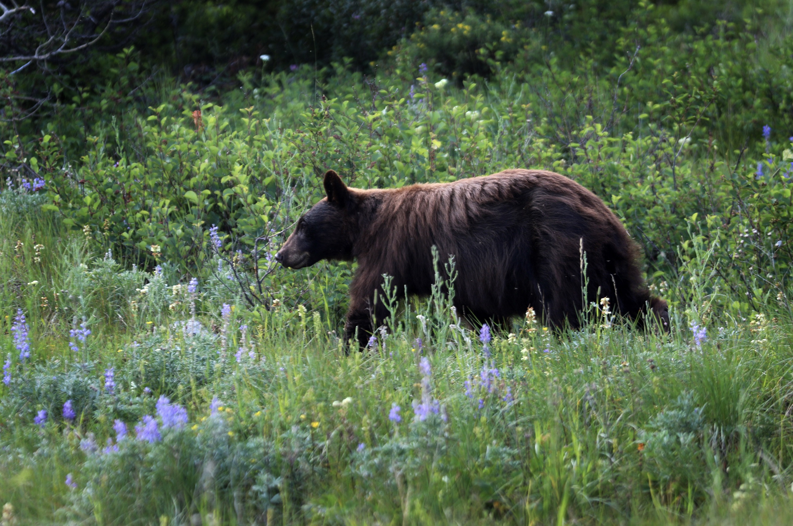 Missing hiker at Glacier National Park likely died from bear attack, rangers say