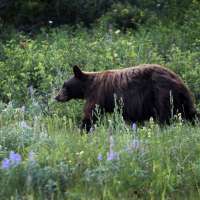 Missing hiker at Glacier National Park likely died from bear attack, rangers say