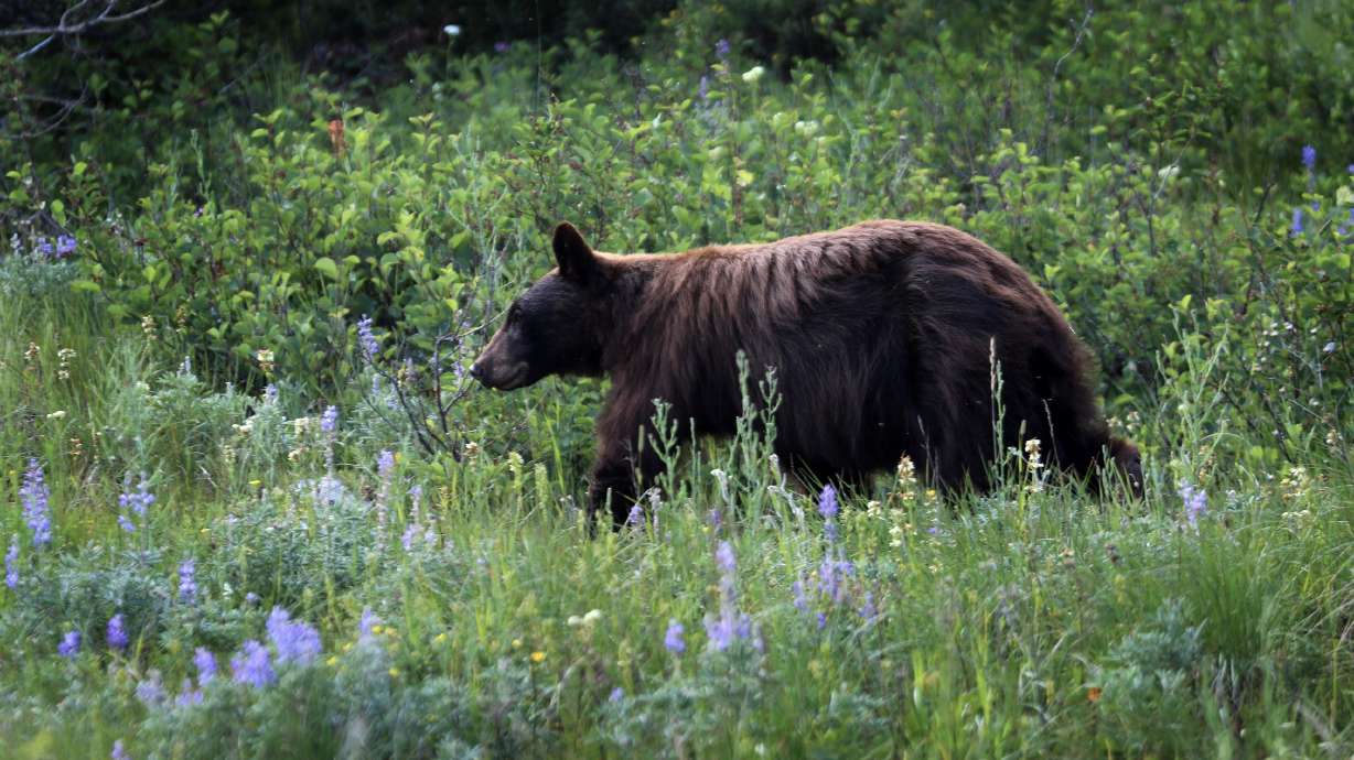 A grizzly bear wanders through Glacier National Park. The park said Thursday that it's investigating what it believes to be its first fatal bear attack in nearly 30 years.