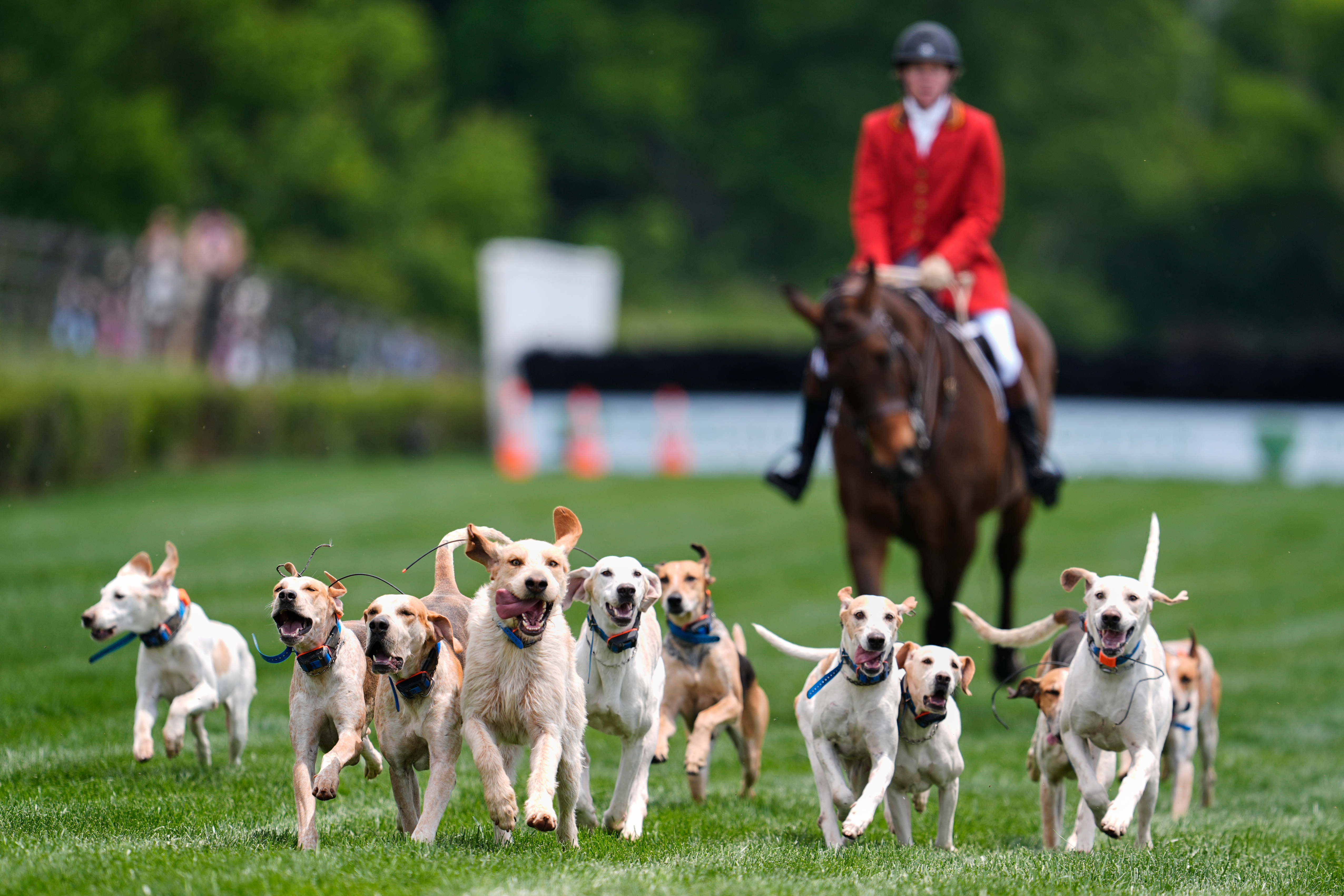 Hounds runs on the track during the Parade of Mells Foxhounds at the Iroquois Steeplechase in Nashville, Tenn., Saturday, May 9, 2026.