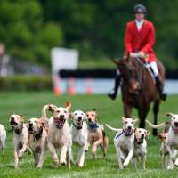 At the Iroquois Steeplechase, the foxhounds kick off the horse races with a howling fun dog parade