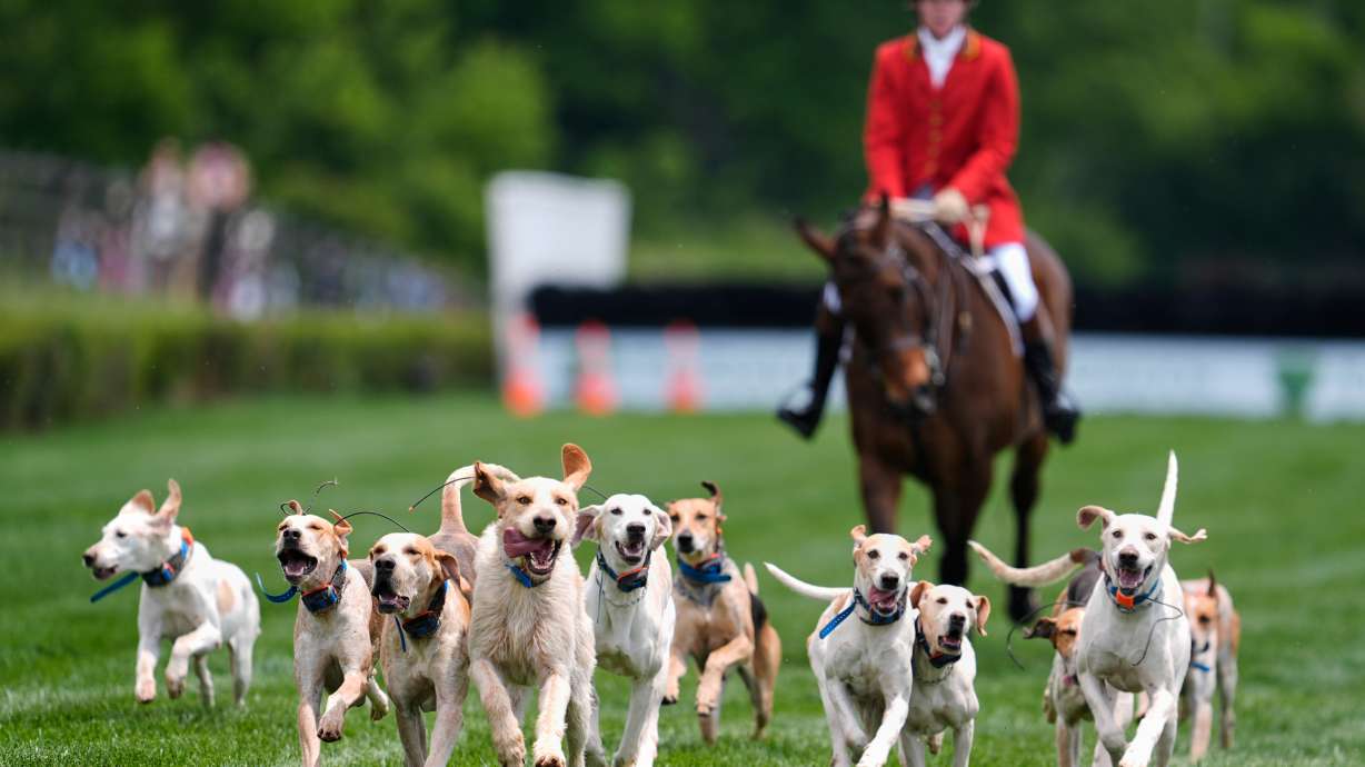 Hounds runs on the track during the Parade of Mells Foxhounds at the Iroquois Steeplechase in Nashville, Tenn., Saturday, May 9, 2026.